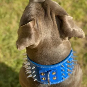 3 inch Leather Spike Studded Dog Collar