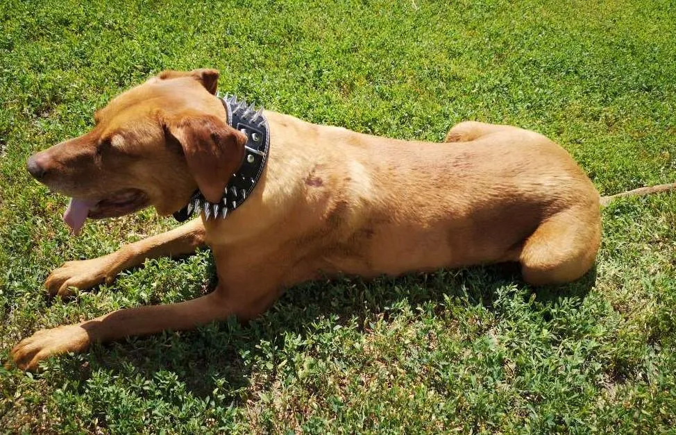 3 inch Leather Spike Studded Dog Collar